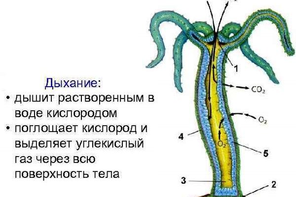 Кракен зеркала официальные