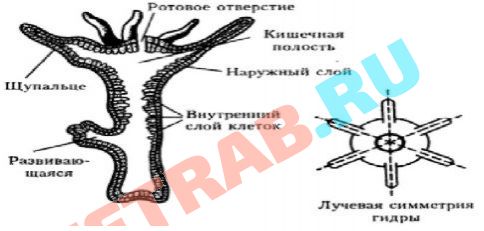 Что с кракеном сайт