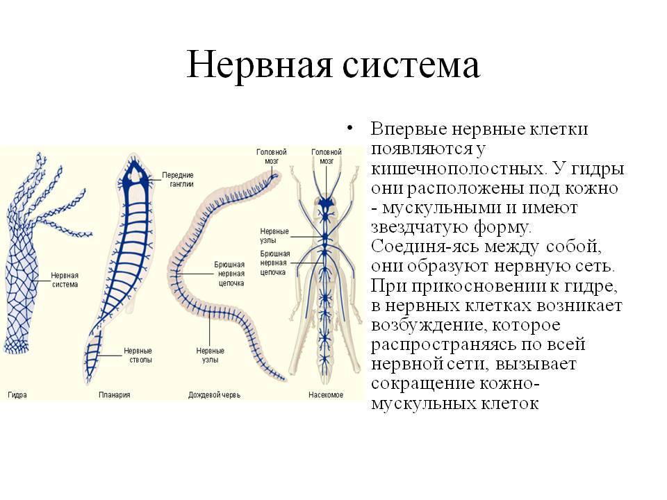 Кракен даркнет зайти